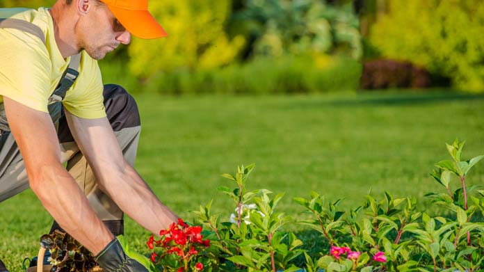 Professional Groundskeeping